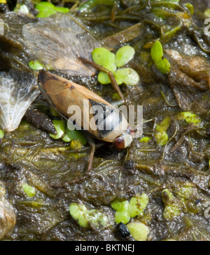 Water Boatman (Notonecta glauca, Corixidae), France Stock Photo