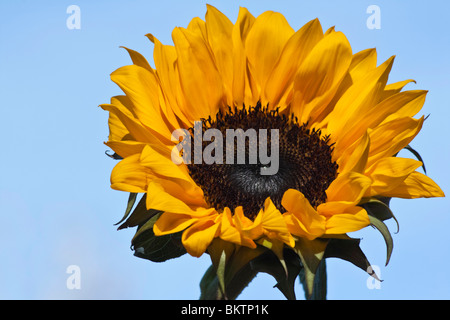 Close up of yellow Sunflower head  against  blue sky background flower cutout cut out isolated nobody photo wallpaper for mobile wallpapers hi-res Stock Photo