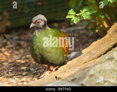 Female Crested Wood-Partridge (Rollulus rouloul) or Roulroul Stock Photo