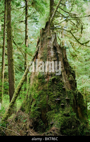 Decaying stump, Old-Growth Forest, Carmanah Valley, Vancouver Island, BC, CANADA Stock Photo
