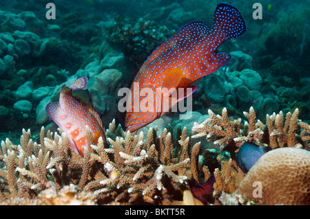 Coral hind (Cephalopholis miniata) hunting over acropora coral where prey is hiding. Bali, Indonesia. Stock Photo