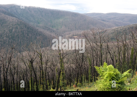 Regrowth after 15 months on hillsides ravaged by the Black Saturday (February 2009) bushfires at Marysville, Victoria Stock Photo