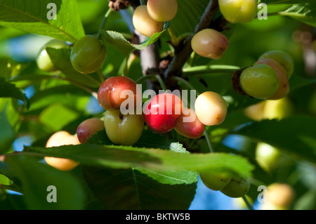 Bing cherries ripening on the tree Stock Photo