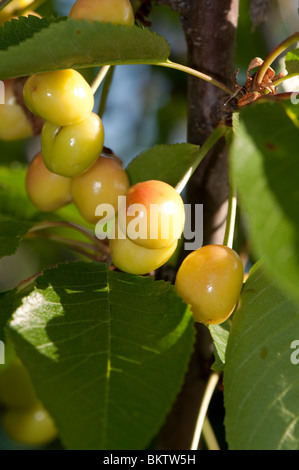 Bing cherries ripening on the tree Stock Photo