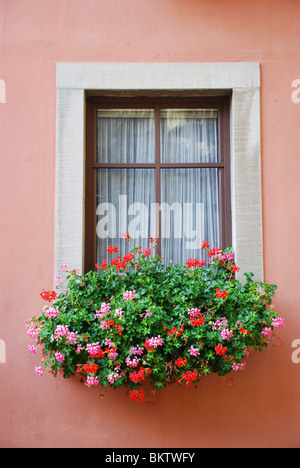 Window box filled with red and pink ivy geraniums in front of a lace curtained window. Stock Photo