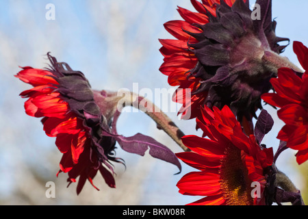 Red Sunflowers on blue sky background close up closeup low angle from below images large high resolution horizontal in USA US hi-res Stock Photo