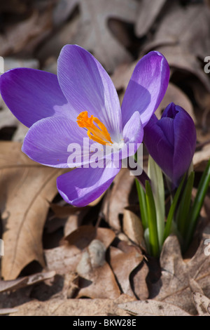 Purple Crocus Chrysanthus beautiful Spring flowers at the public park in Ohio USA US wallflower overhead from above nobody vertical hi-res Stock Photo