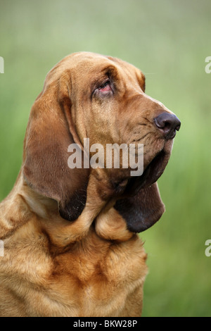 Bluthund Portrait / Bloodhound Portrait Stock Photo