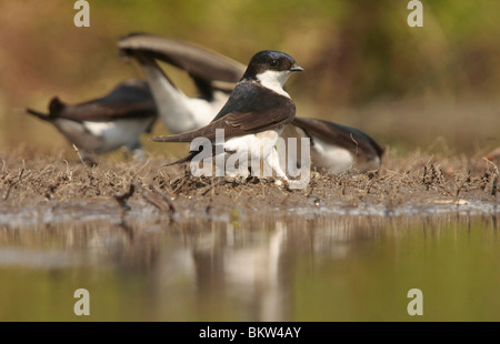 Huiszwaluwen bij een modderpoeltje; House Martins gathering mud Stock Photo