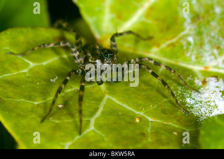 a wolf spider Pardosa Amentata, in a garden in the UK. Male Stock Photo