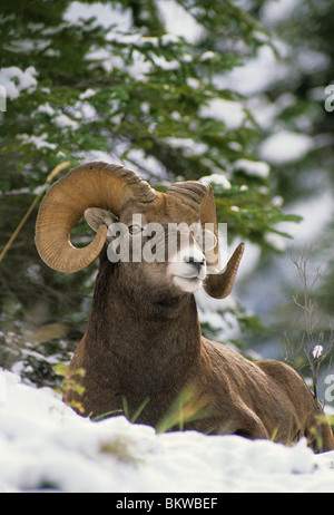 Bighorn Sheep male with big curl resting in winter snows, Ovis canadensis  W NA, by Bill Lea/Dembinsky Photo Assoc Stock Photo