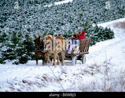 Horse drawn wagon carrying holiday customers to pick out a Christmas tree at Green Horizon Farm, Bloomsburg, Pennsylvania, USA Stock Photo