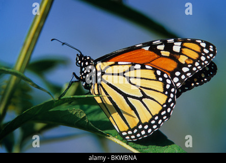 Monarch Butterfly Adult Danaus plexippus resting on leaf Eastern United States Stock Photo