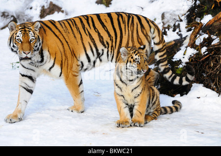 Siberian Tiger (Panthera tigris althaica). Mother and young in snow Stock Photo