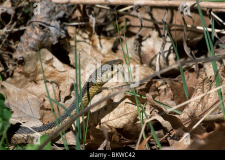 Common or Eastern Garter Snake Thamnophis sirtalis hunting Eastern United States Stock Photo