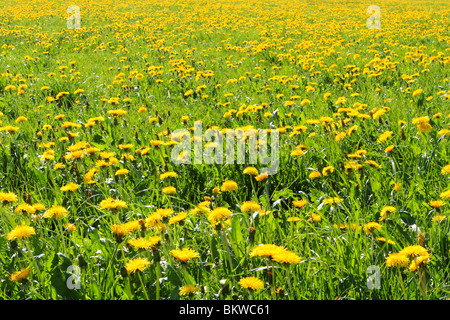 Spring meadow with flowering dandelions Stock Photo