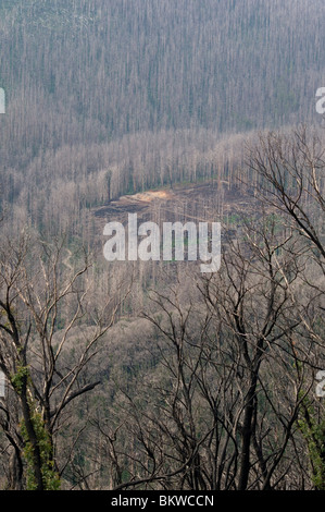 Regrowth after 15 months on hillsides ravaged by the Black Saturday (February 2009) bushfires at Marysville, Victoria Stock Photo