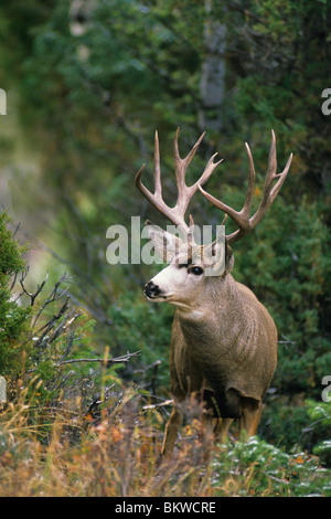 Muel Deer Buck Odocoileus hemionus Western North America Stock Photo