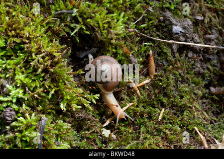 Land Snail on mossy log Deciduous Forest Eastern USA Stock Photo