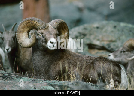 Bighorn Sheep male with big curl resting Ovis canadensis  W NA, by Bill Lea/Dembinsky Photo Assoc Stock Photo