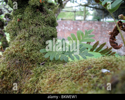 Ephiphytic fern (Common Polypody Polypodium vulgare) Stock Photo