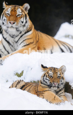 Siberian tiger cub lying snow / Panthera tigris Stock Photo