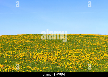 Spring meadow with flowering dandelions Stock Photo