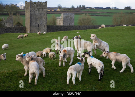 Gambolling Lambs, Near Kells 12th Century Priory, County Kilkenny, Ireland Stock Photo