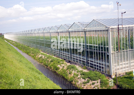 Intensive horticulture growing tomatoes in greenhouses, near Schipluiden, Netherlands Stock Photo