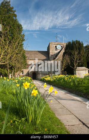 Spring daffodils at All Saints parish church in Farringdon, Oxfordshire, Uk Stock Photo