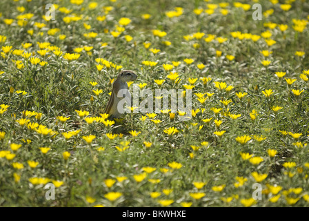 Ground squirrel in field of yellow flowers, Etosha, Namibia. Stock Photo