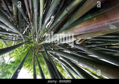 Kanapaha Spring Garden Festival Gainesville Florida looking up into bamboo cluster in bamboo garden Wong chuk bamboo Stock Photo