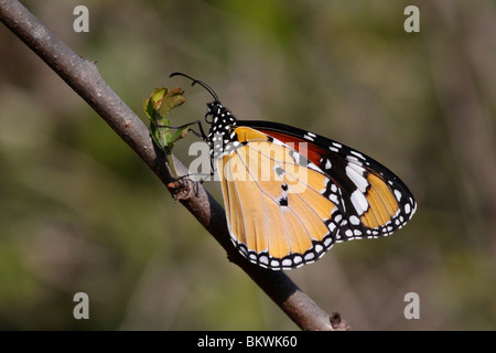 Plain Tiger Butterfly, Danaus chrysippus, Keoladeo NP, Bharatpur, India Stock Photo