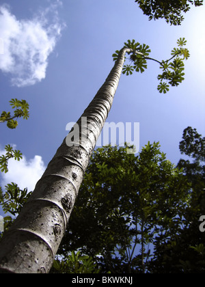 tall thin trunk central america trees perspective view from down Stock Photo