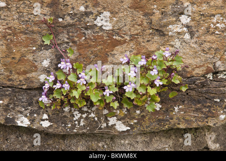 Ivy-leafed Toadflax (Cymbalaria muralis) growing on the walls of Richmond Castle , North Yorkshire Stock Photo