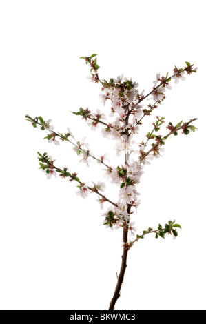 spring flowers Stock Photo