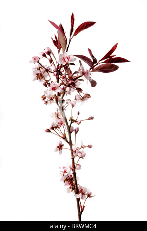 spring flowers Stock Photo