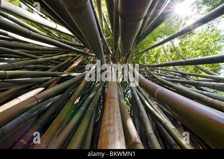 Kanapaha Spring Garden Festival Gainesville Florida looking up into bamboo cluster in bamboo garden Wong chuk bamboo Stock Photo