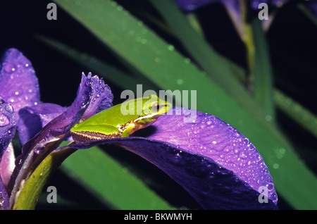Eastern dwarf green tree frog (Litoria fallax) on iris flower, Sydney, Australia Stock Photo