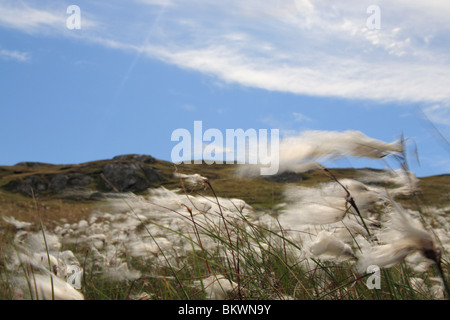 cotton grass (Eriophorum) in the wind at a summer day on Inishbofin Island Connemara Ireland Stock Photo