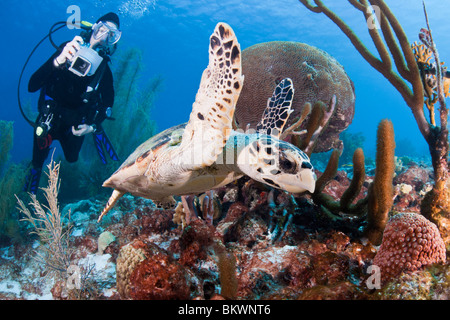 Atlantic Hawksbill Turtle swimming on a tropical coral reef while being photographed by scuba diver Stock Photo