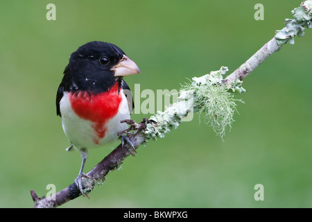 Rose-breasted Grosbeak, Pheucticus ludovicianus Stock Photo