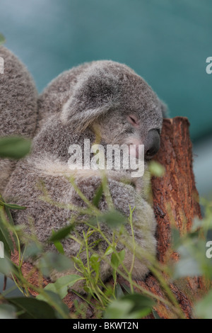 Koala (phascolarctos cinereus). Stock Photo