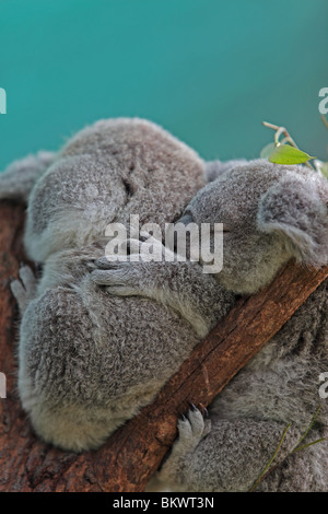 Koala (phascolarctos cinereus). Stock Photo
