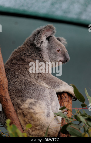 Koala (phascolarctos cinereus). Stock Photo