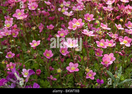 Delicate saxifrage an alpine plant growing in Grassington North Yorkshire Stock Photo