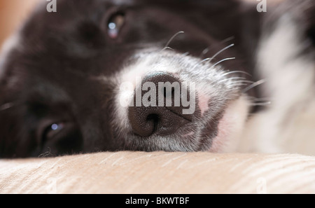 Border Collie dog puppy nose Stock Photo