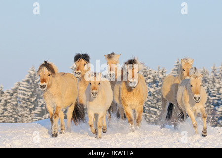 Norwegian Fjord horse herd snow Stock Photo