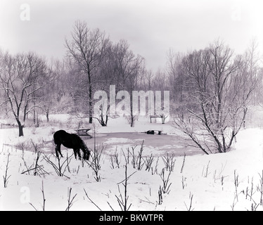 Black and white view of a snowy winter scene of lone horse grazing near a frozen pond, near Lima, New York, USA Stock Photo