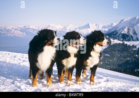 three Bernese Mountain dogs standing snow Stock Photo